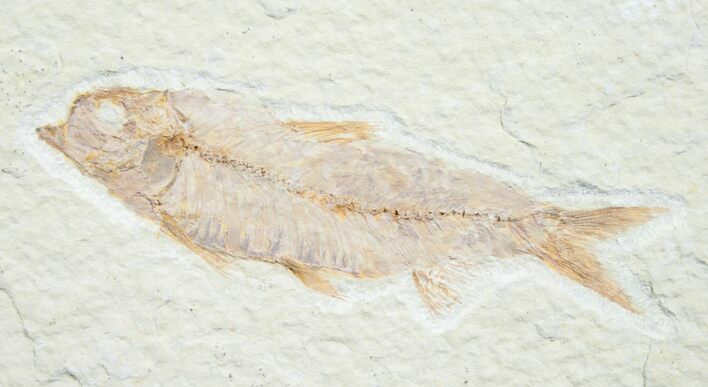 Knightia Fossil Fish - Wyoming #7556